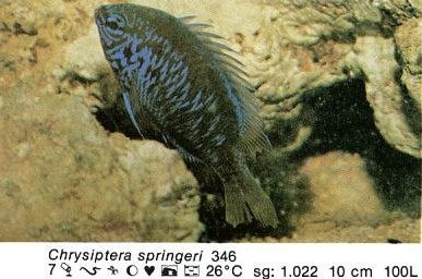 Chrysiptera springeri